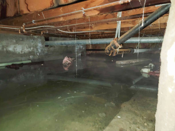 Best Flood damage cleanup  in Nashwauk, MN